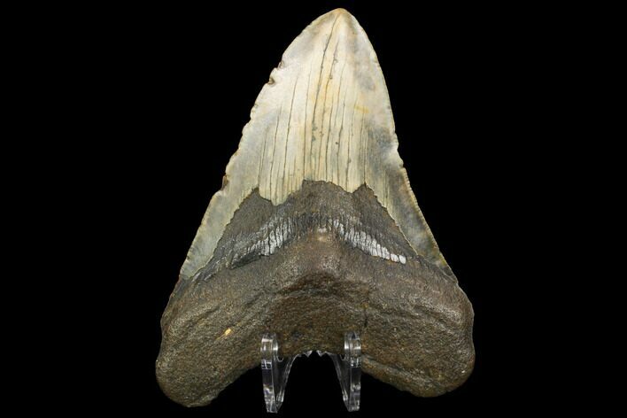 Fossil Megalodon Tooth - North Carolina #124634